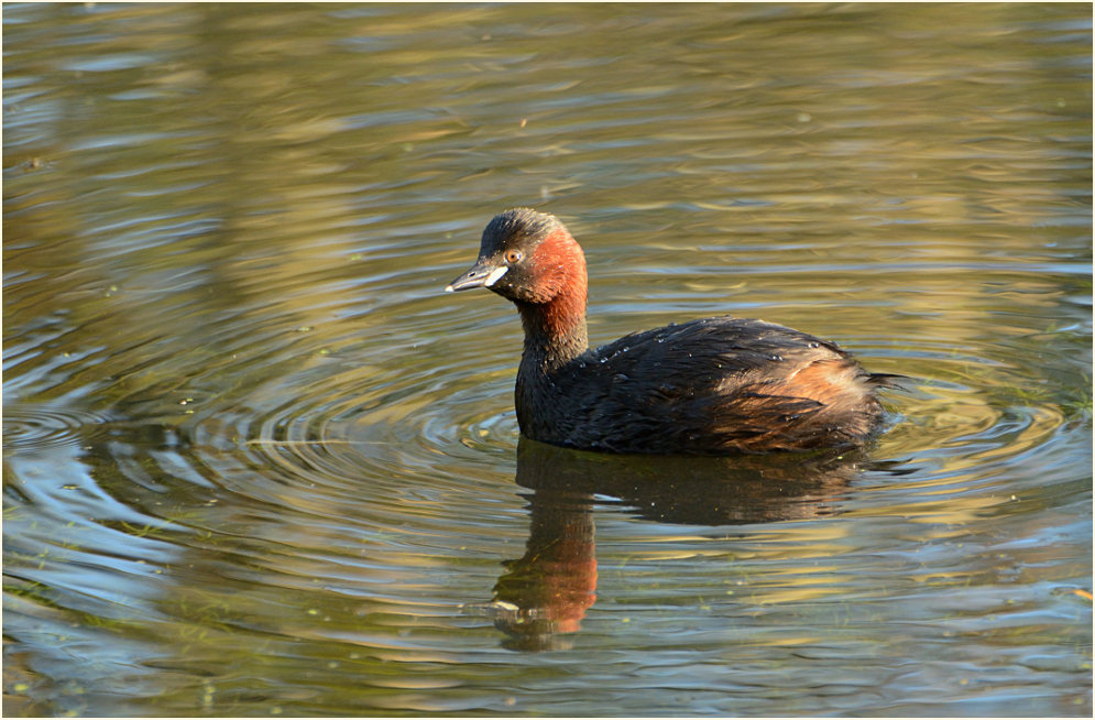 Zwergtaucher (Tachybaptus ruficollis)
