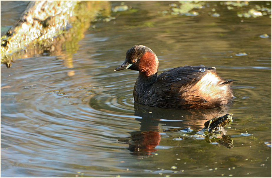 Zwergtaucher (Tachybaptus ruficollis)