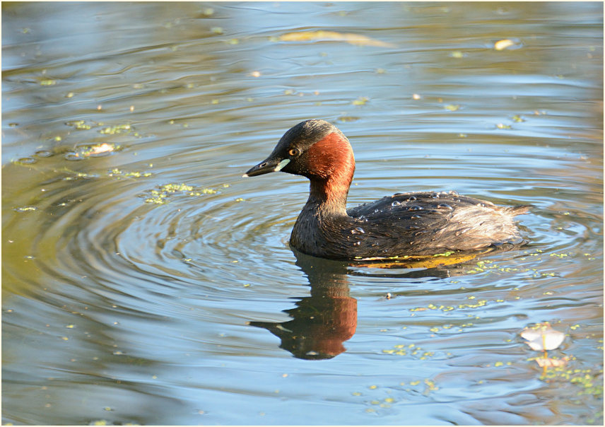 Zwergtaucher (Tachybaptus ruficollis)