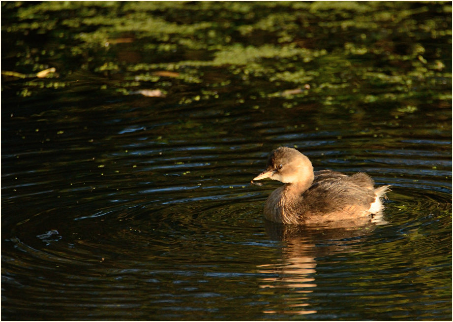 Zwergtaucher (Tachybaptus ruficollis)