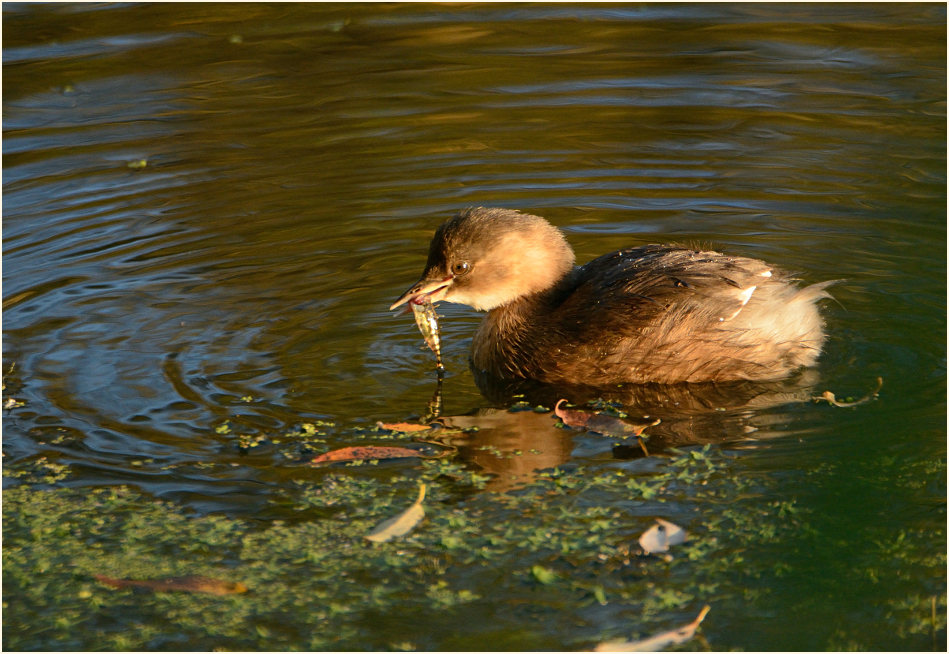Zwergtaucher (Tachybaptus ruficollis)