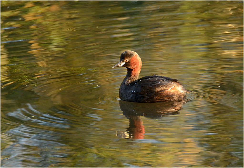 Zwergtaucher (Tachybaptus ruficollis)