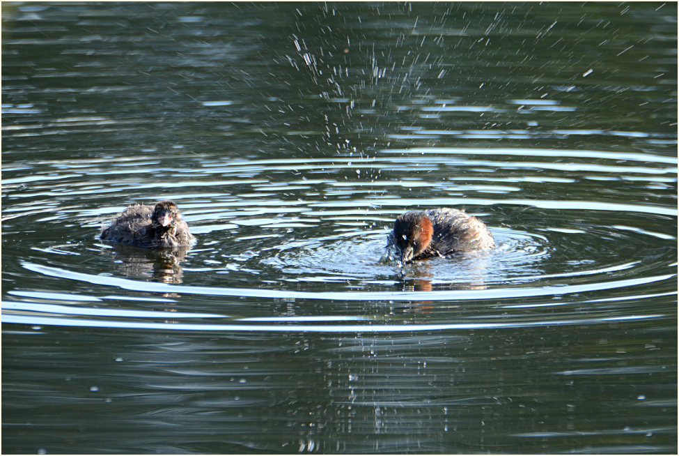 Zwergtaucher (Tachybaptus ruficollis)