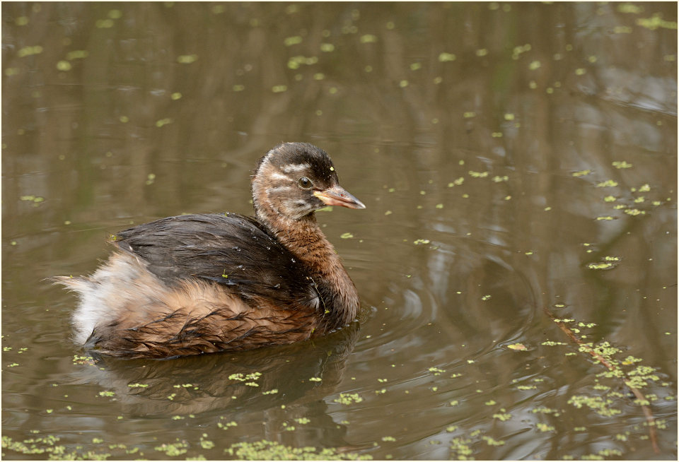 Zwergtaucher (Tachybaptus ruficollis)