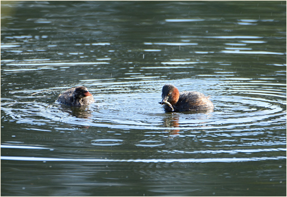 Zwergtaucher (Tachybaptus ruficollis)