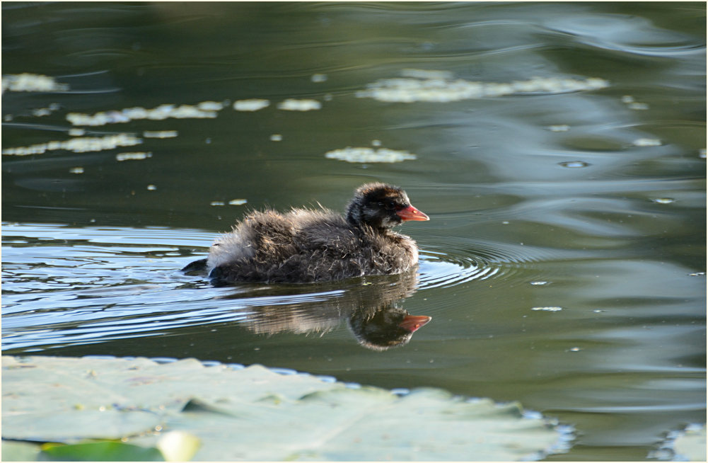 Zwergtaucher (Tachybaptus ruficollis)