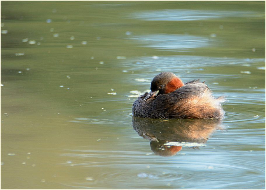 Zwergtaucher (Tachybaptus ruficollis)