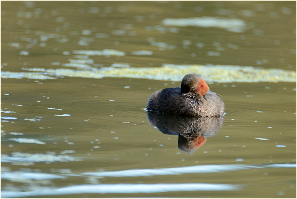 Zwergtaucher (Tachybaptus ruficollis)