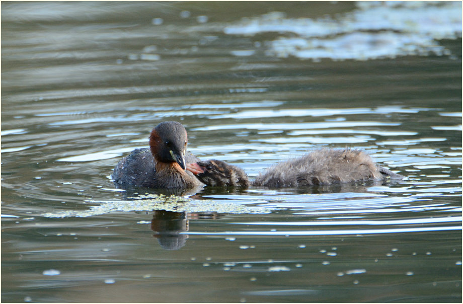 Zwergtaucher (Tachybaptus ruficollis)