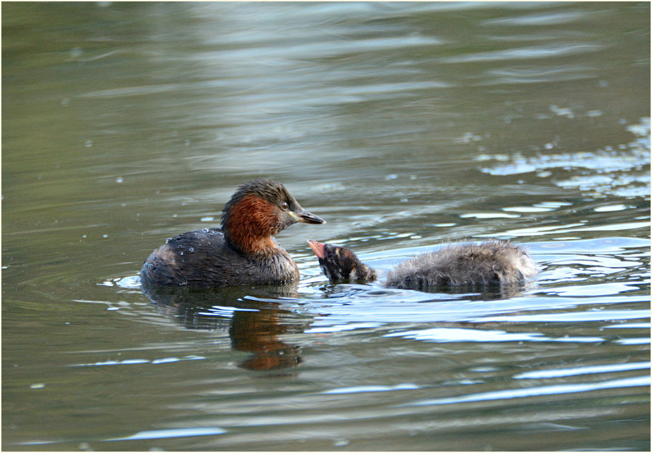 Zwergtaucher (Tachybaptus ruficollis)