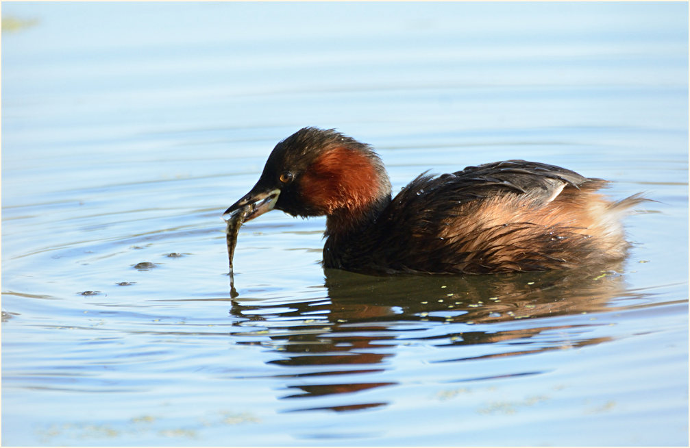 Zwergtaucher (Tachybaptus ruficollis)