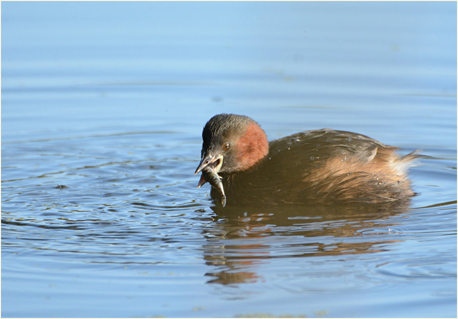 Zwergtaucher (Tachybaptus ruficollis)