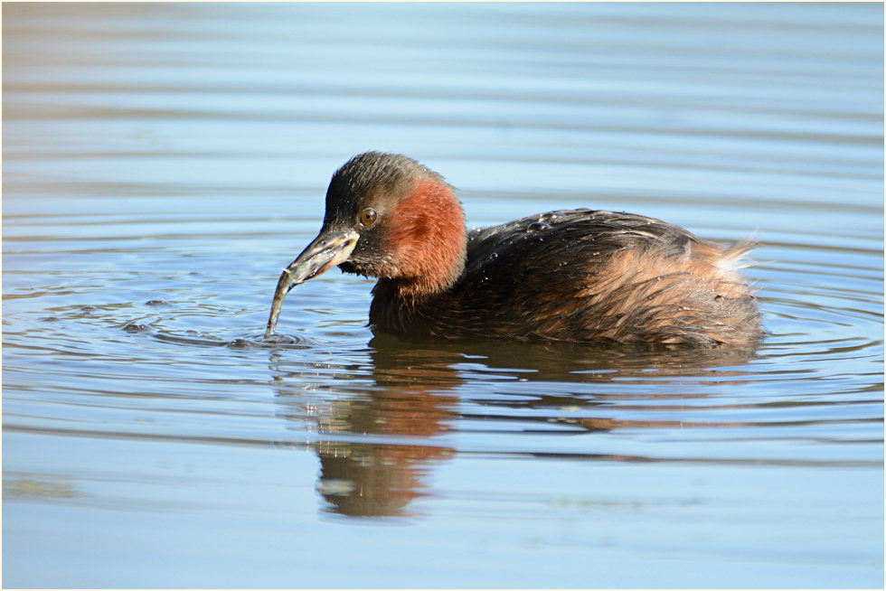 Zwergtaucher (Tachybaptus ruficollis)