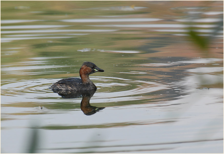 Zwergtaucher (Tachybaptus ruficollis)
