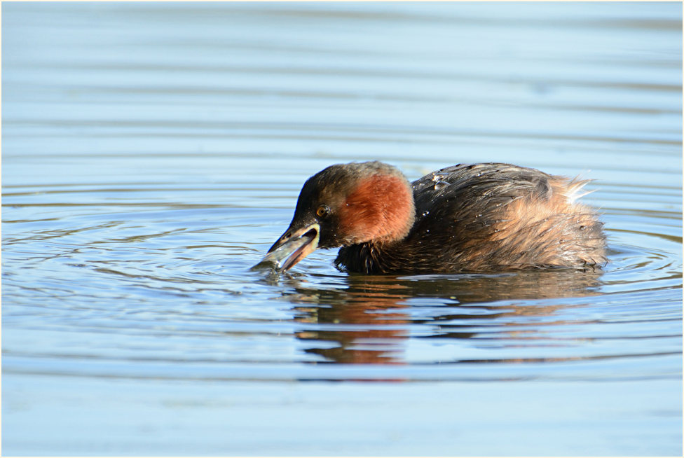 Zwergtaucher (Tachybaptus ruficollis)