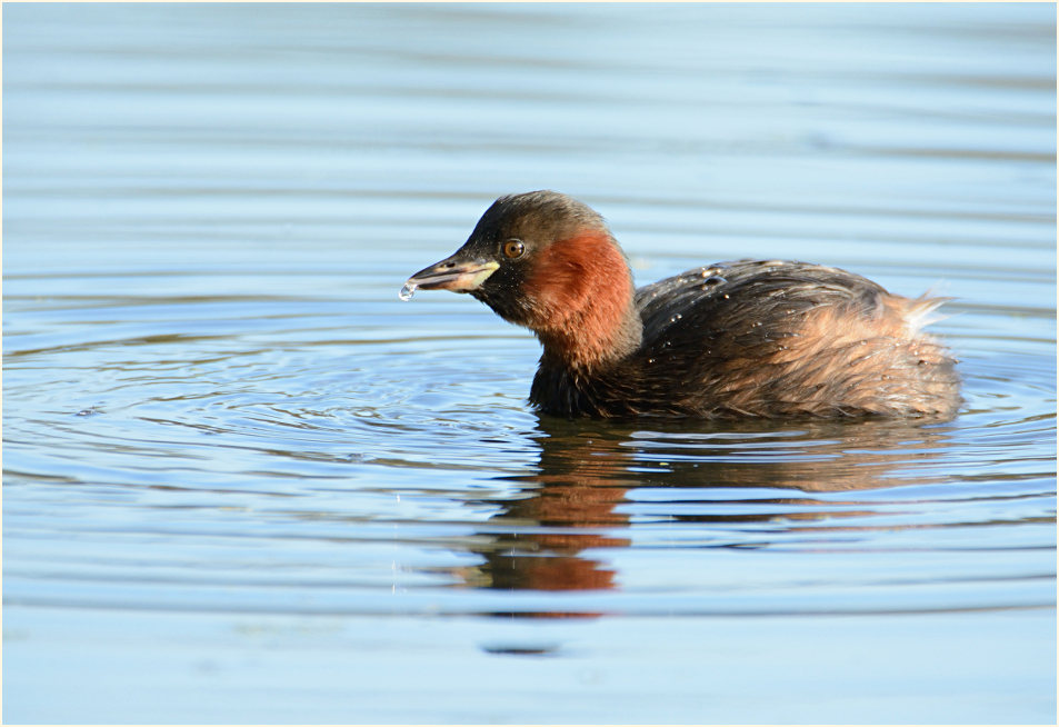 Zwergtaucher (Tachybaptus ruficollis)