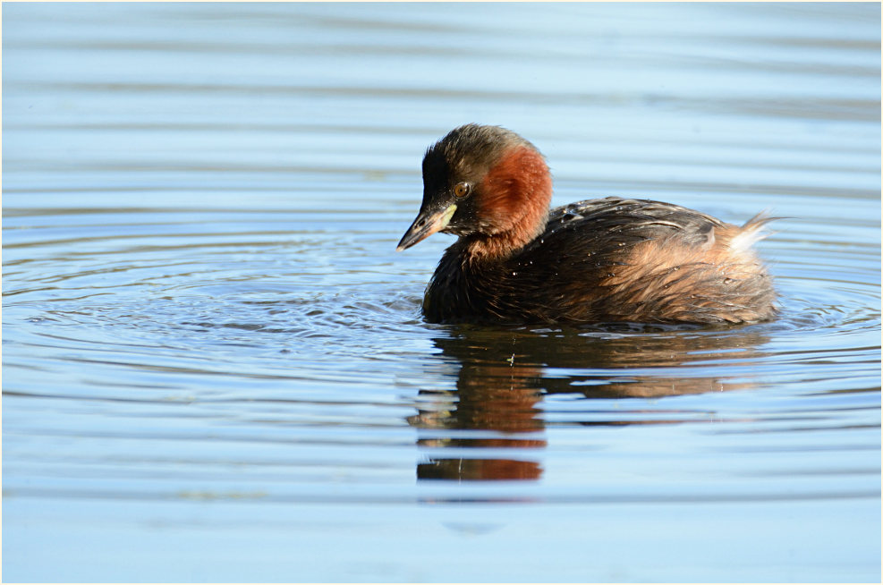 Zwergtaucher (Tachybaptus ruficollis)