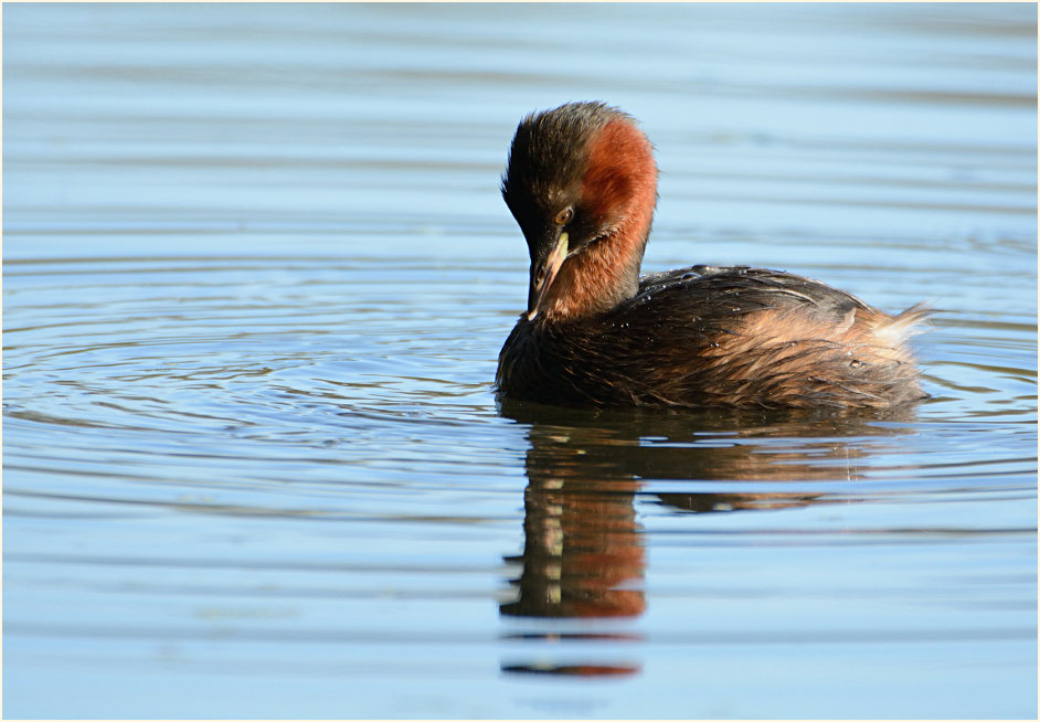 Zwergtaucher (Tachybaptus ruficollis)