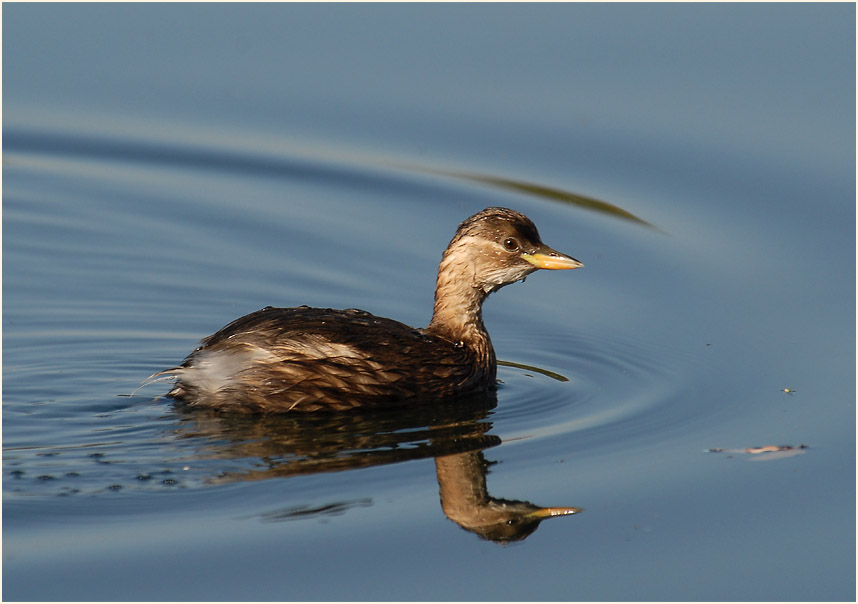 Zwergtaucher (Tachybaptus ruficollis)