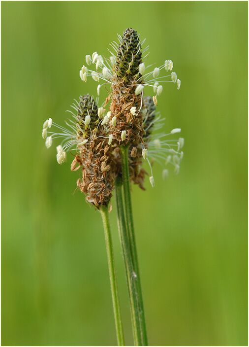 Wegerich (Plantago)