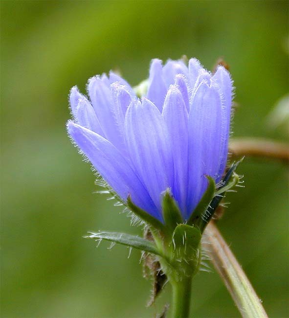 Wegwarte (Cichorium intybus)