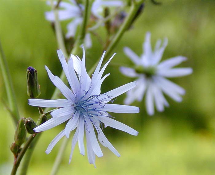 Wegwarte (Cichorium intybus)