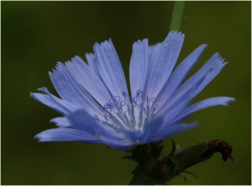 Wegwarte (Cichorium intybus)