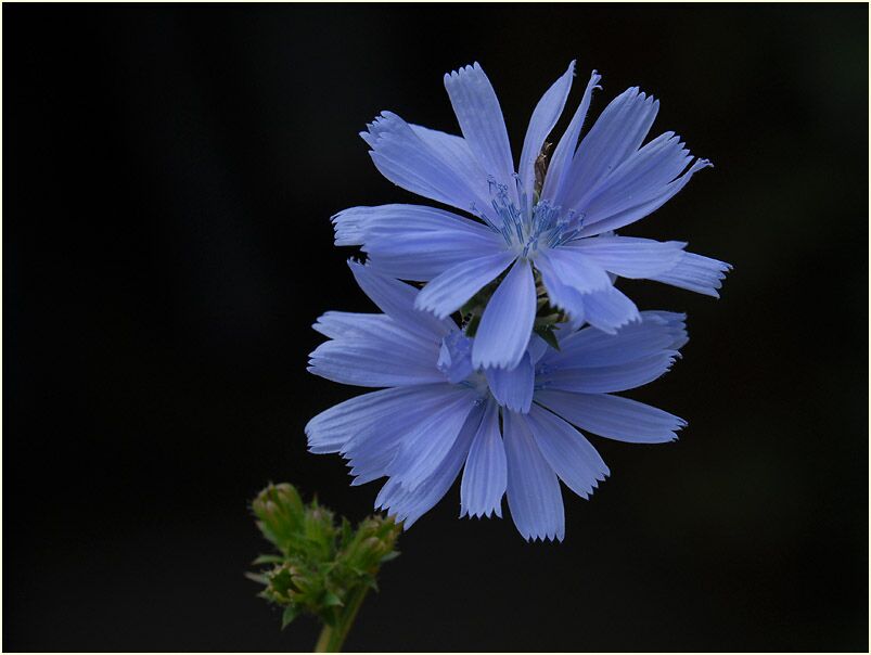 Wegwarte (Cichorium intybus)