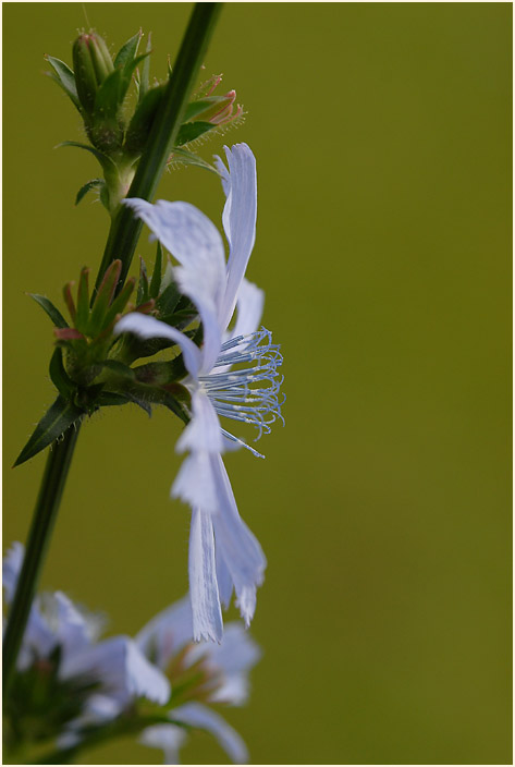 Wegwarte (Cichorium intybus)