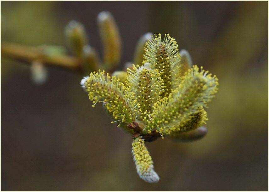 Weide (Salix)