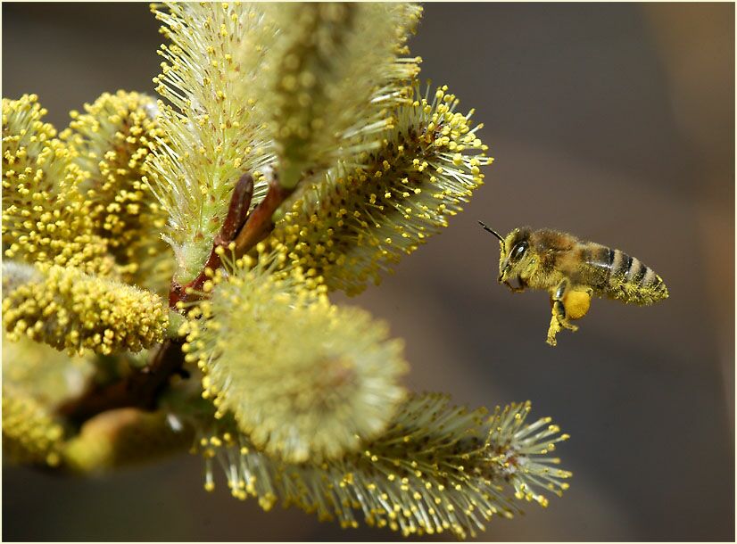 Weide mit Honigbiene (Salix)