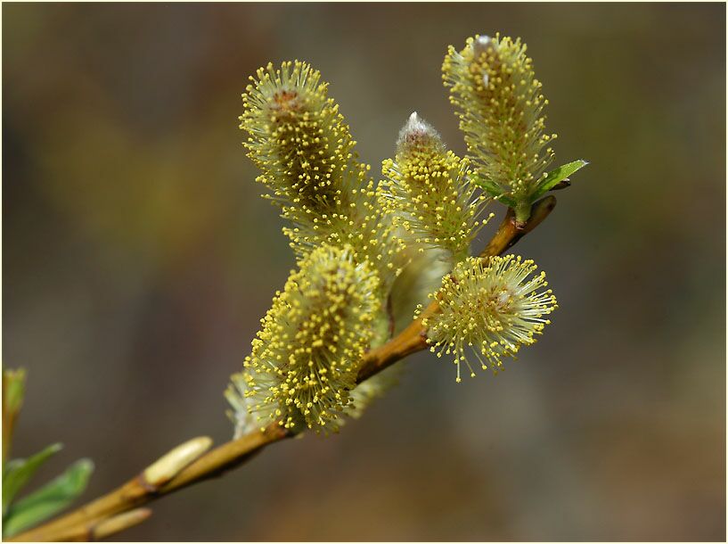 Weide (Salix)