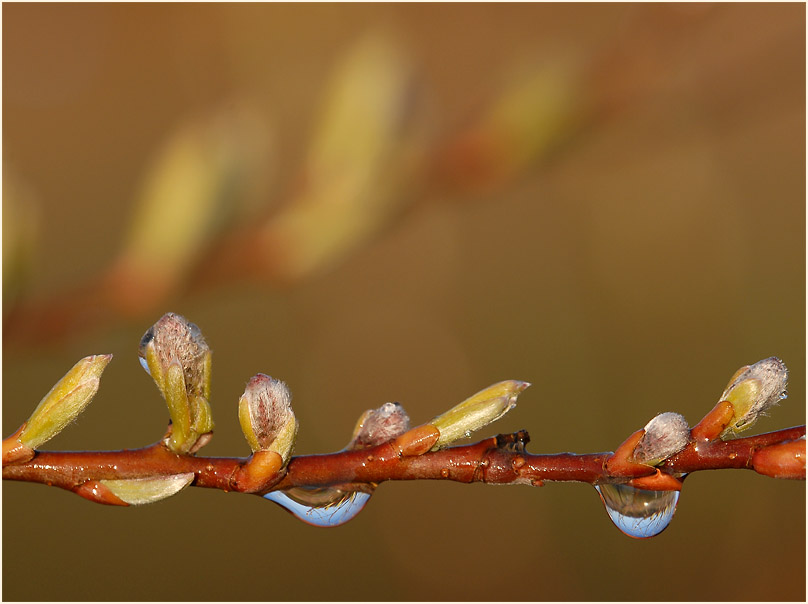 Weide (Salix)