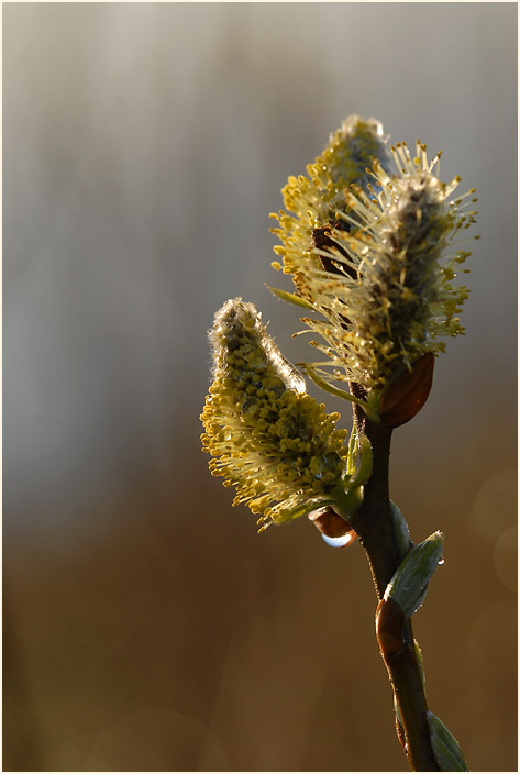 Weide (Salix)