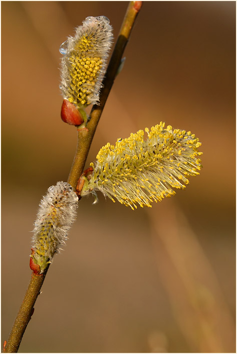 Weide (Salix)