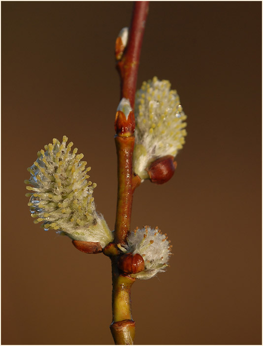 Weide (Salix)