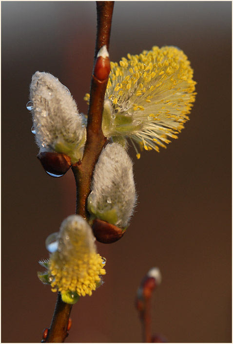 Weide (Salix)