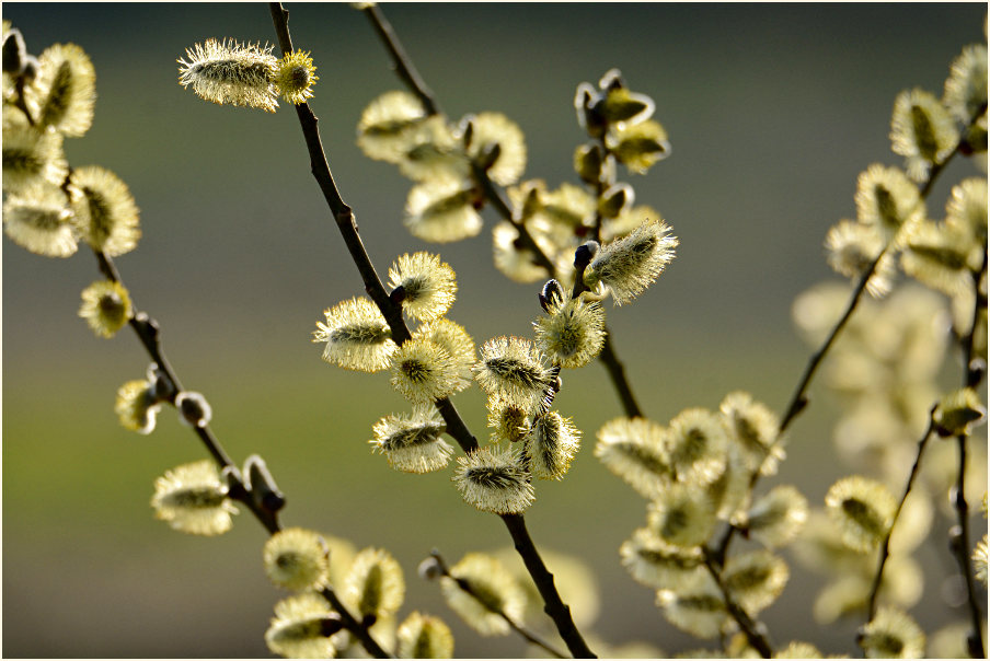 Weide (Salix)