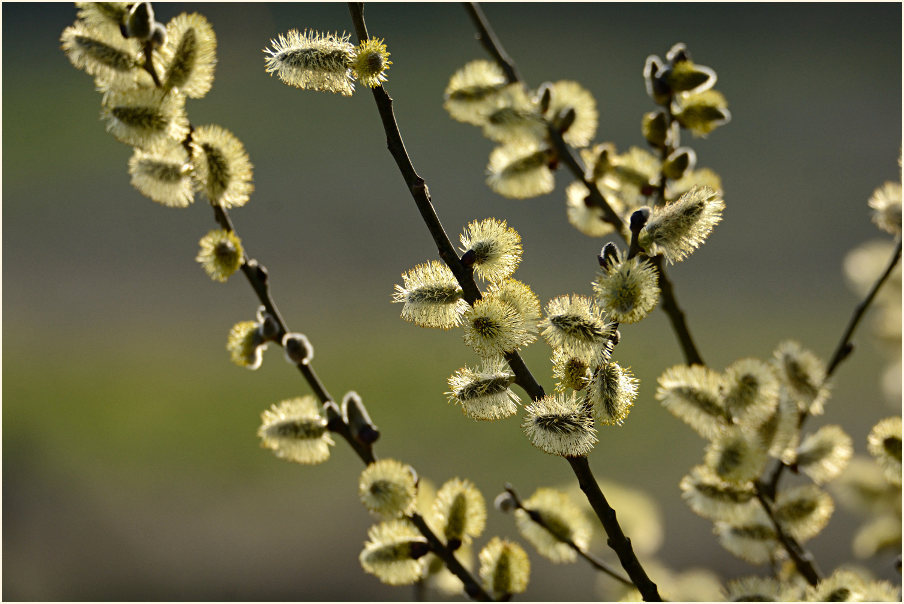 Weide (Salix)
