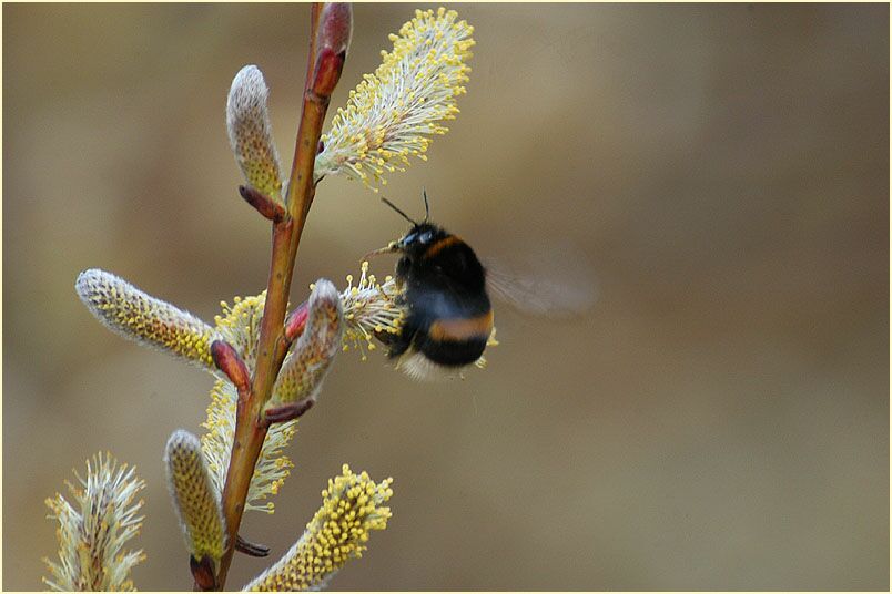 Weide (Salix)