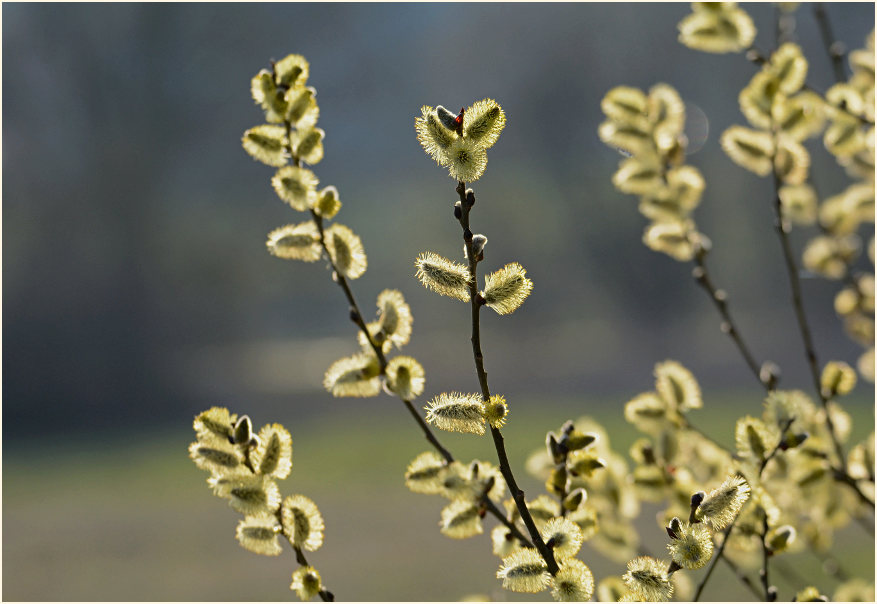 Weide (Salix)