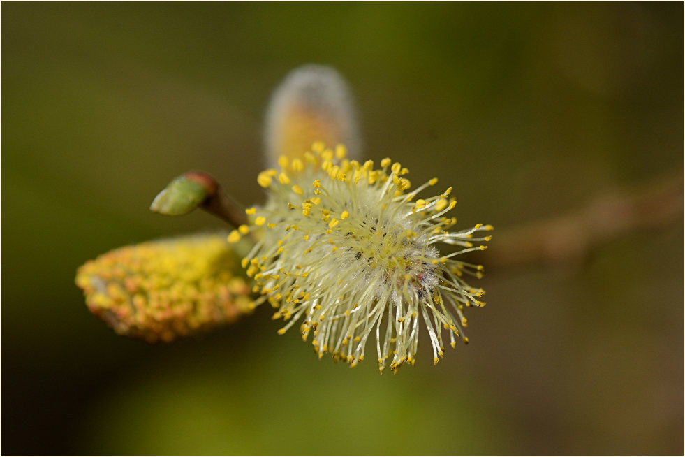 Weide (Salix)