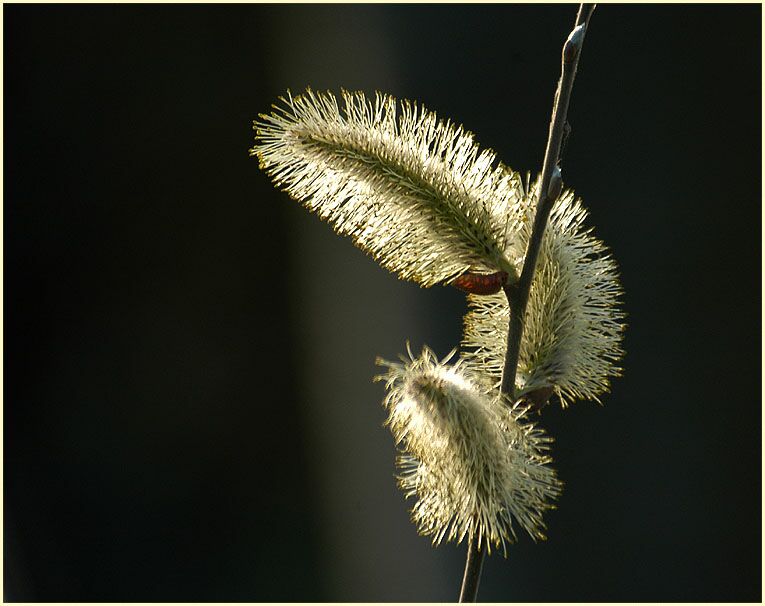 Weide (Salix)