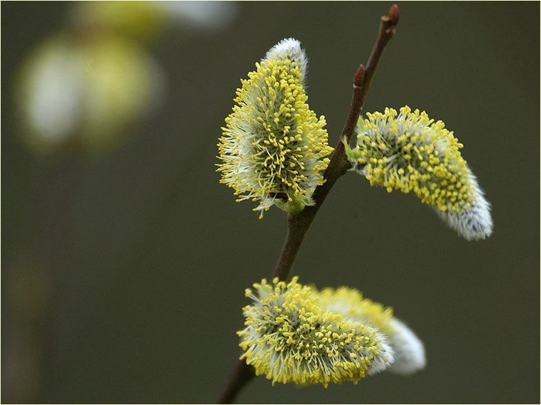 Weide (Salix)