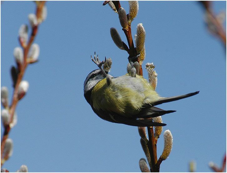 Weide (Salix)