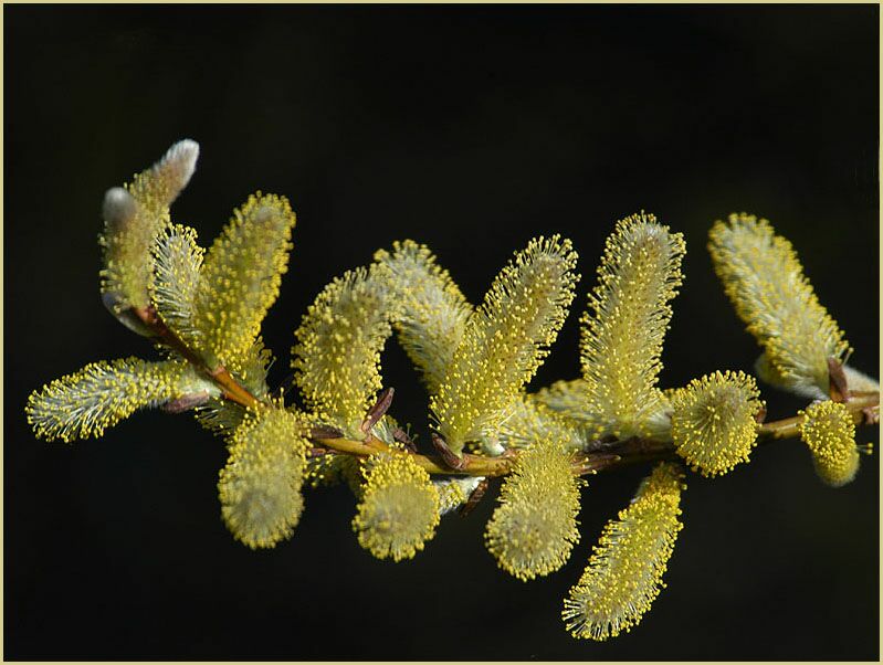 Weide (Salix)