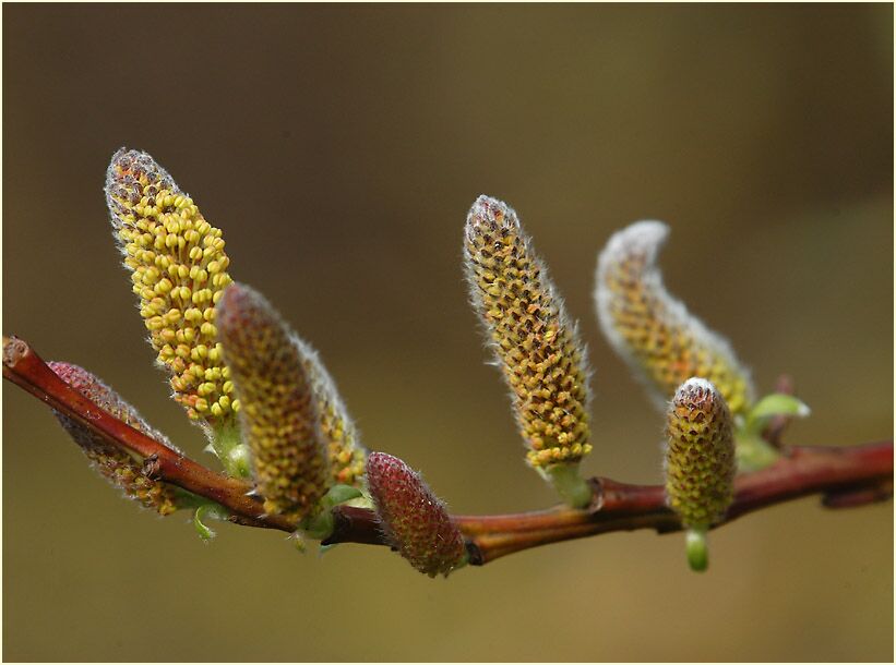 Weide (Salix)