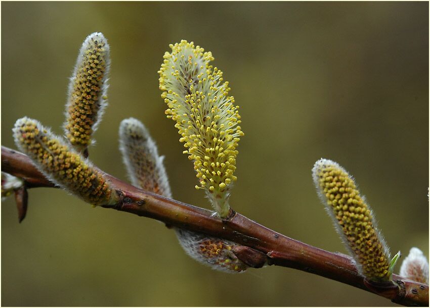 Weide (Salix)