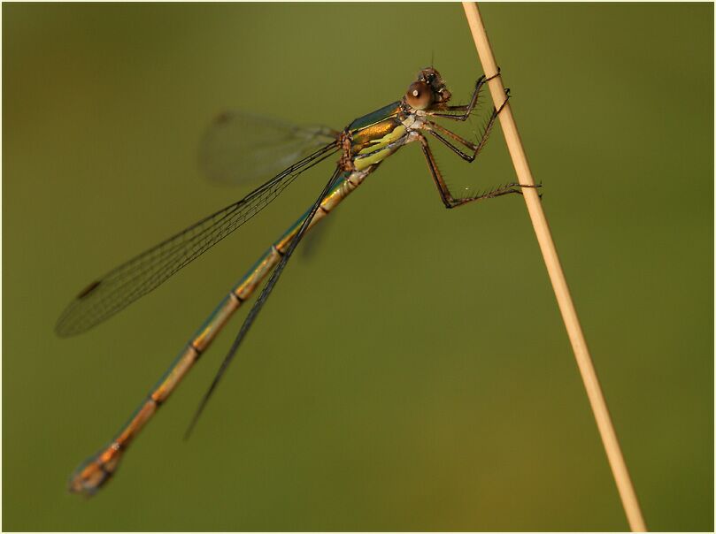 Libellen, Weidenjungfer