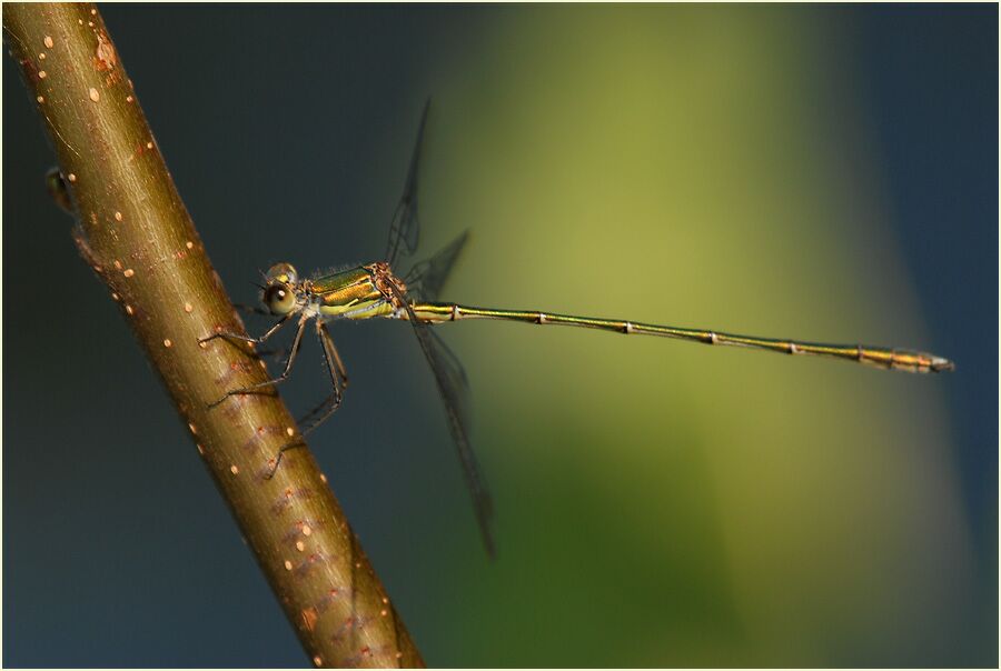 Libellen, Weidenjungfer